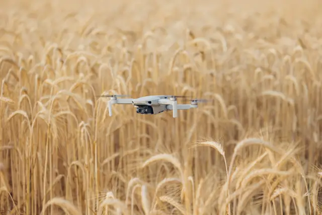 Dron volando sobre un campo de trigo